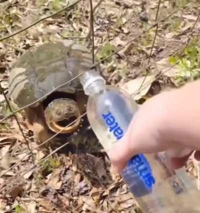 tortol water drinking session