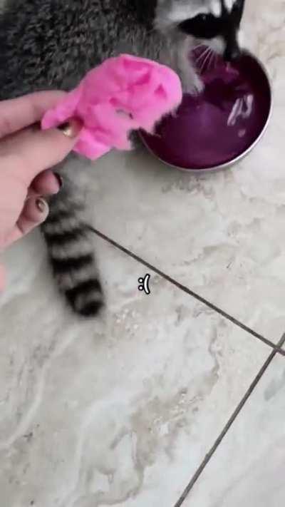 to wash his treat before he eats it 😢