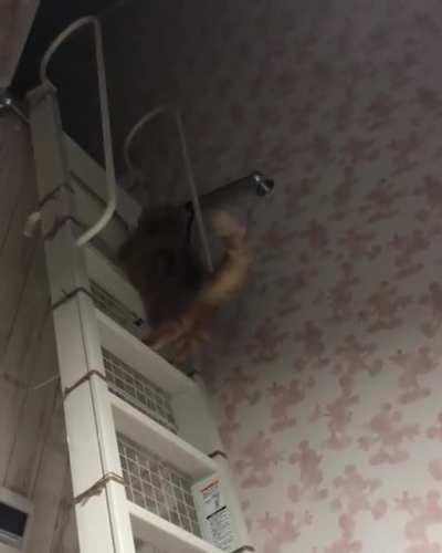 Hoppity hoppity up meow