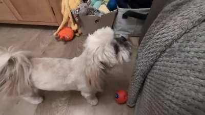 Lucy howling at her squeaky toy