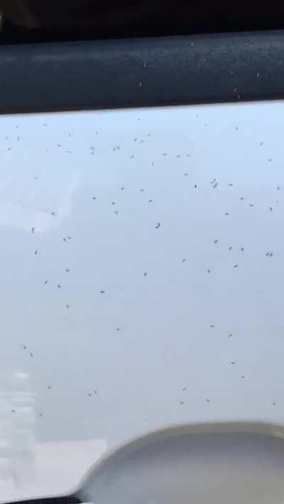 Spent a good deal of time washing my car yesterday... come out this morning to see it’s covered top to bottom and inside with these things