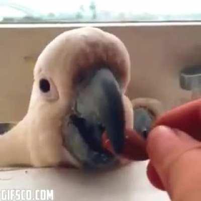 G I V E M E T H E S E E B