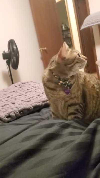 Who knew french fries squeaked?