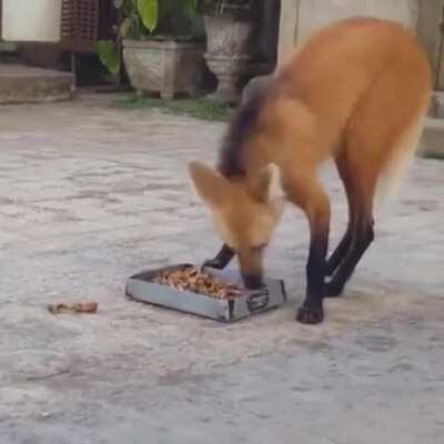🔥 The Maned Wolf (Lobo Guará) Santuário do Caracas - Minas Gerais
