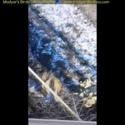 Madyar, commander of the recon group Madyar's Birds, explains some of their work performed on the 11th of January in the Soledar area. Subtitled