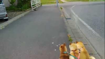 Doges transform into Cerberus to engage the enemy