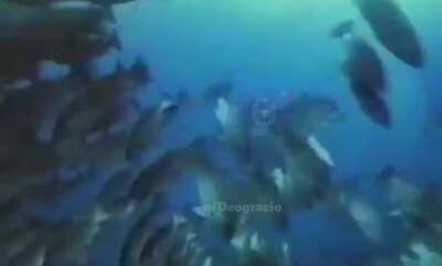 Darryl decided to be something!😳