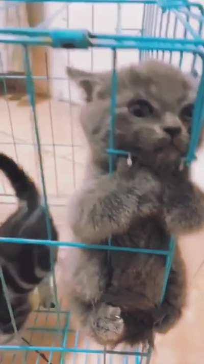 I'm innocent I tell you, INNOCENT !!!