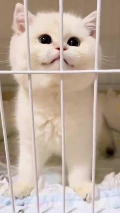 Say hi to kitty Poco. she likes to scratch ur face.