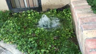 It’s not supposed to be doing that. I’m home alone. No clue what to do.