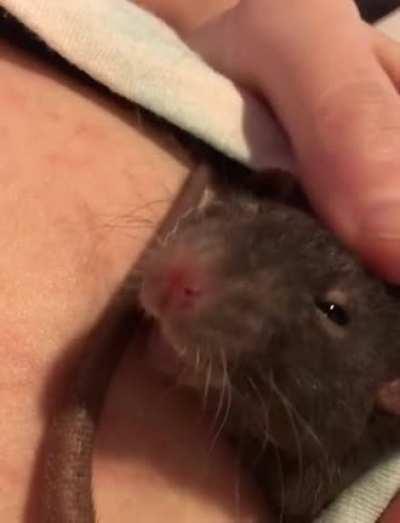 This little baby is always crawling onto me asking for cuddles 🥺