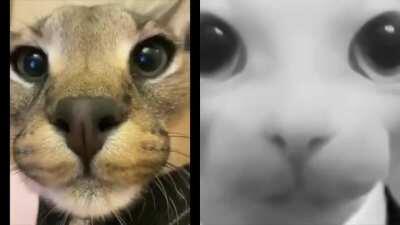 Average Floppa fan vs The Average Bingus Enjoyer