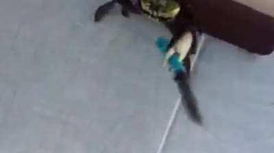 This is no adverage crab, he is a sword wielding master