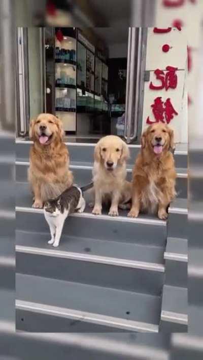 Dog aid d' Cat for Family Photo