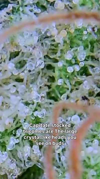 All trichomes are not the same