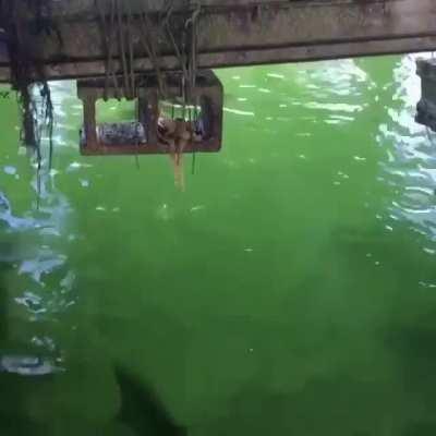 🔥 Octopus climbed up onto a dock support to avoid being eaten