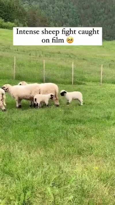 Intense Battle It Seems! 😍