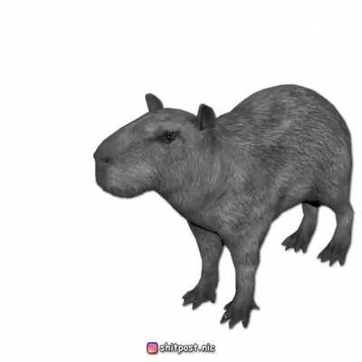 El dia dia en la vida del carpincho...