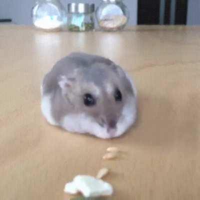 This roomba model is kinda cute