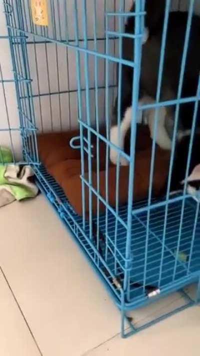 Poor husky must starve