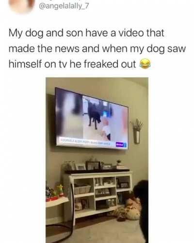 Хозяйка, я в телевизоре! Я в телевизоре!