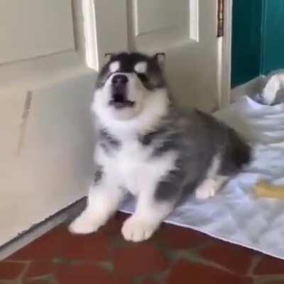 Little Husky's first howl....