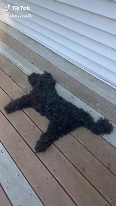 dOg GeTs aTtAcKeD bY bRoOm