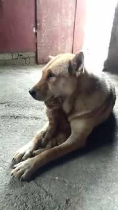 Pretty darn good cuddle buddies