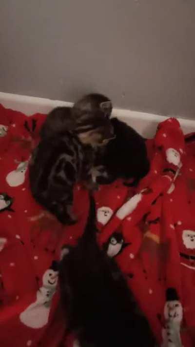 All out brawl . Adorable !