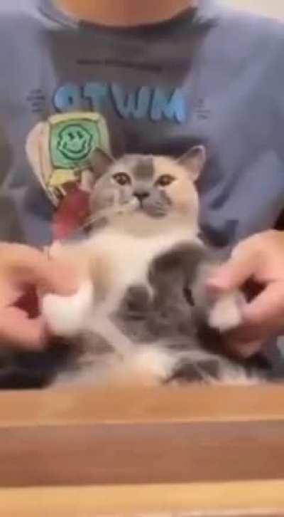 Gatito diabólico después de cometer crímenes de odio al Beelceteam