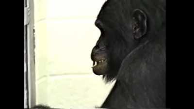 Kanzi the Bonobo ladies and gentlemen