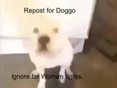 Do it for the doggo