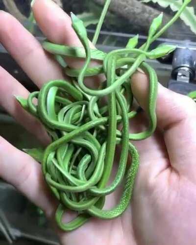 Newborn green vine snakes
