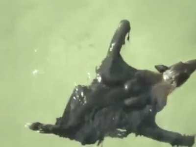 I mean, mammals have migrated to the ocean meta before and they will no doubt do it again - I always thought Felidae was going to be the next breakaway S tier aquatic build, maybe Chiroptera would give them all a run for their money in the next patch.