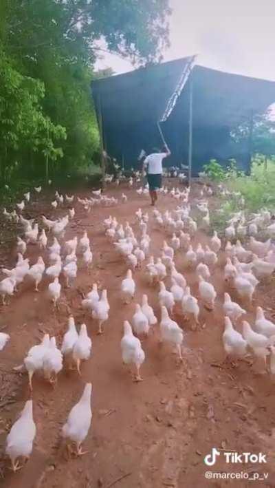 action of crowd management