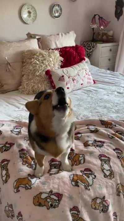 Zara's new blanky! Apparently, it's worth howling about!