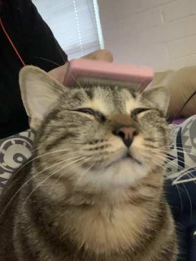 Christmas Eve brushy