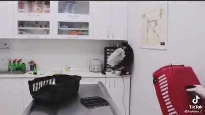 Not a fan of the vet then