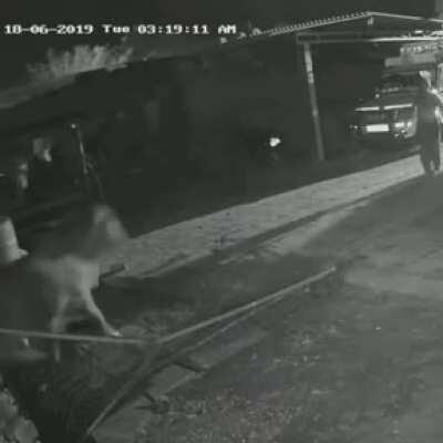 This guy saving a calf from a lion by standing tall and throwing a stick at it