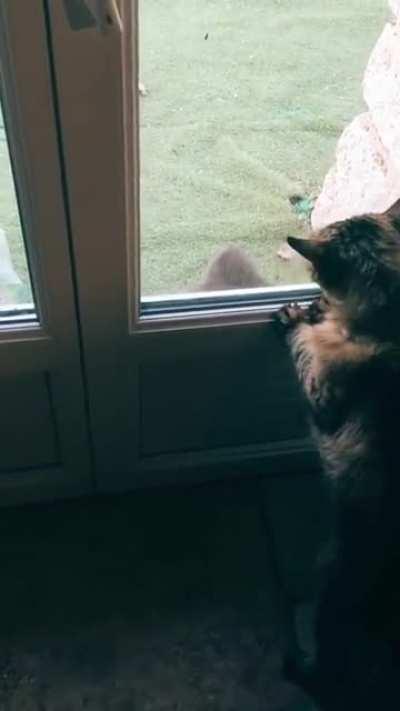 this cat was very clear - you've got to go.