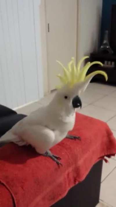 Sulphur-crested cockatoos are capable of synchronizing movements to a musical beat.