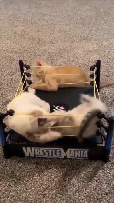 The Hulkster vs Georgie The Animal