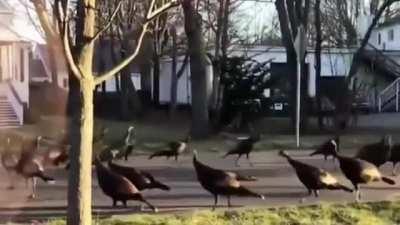 Wild Turkeys circling around the dead cat