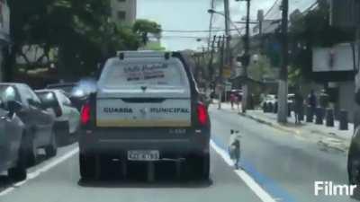 Dog of brazilian homeless guy chasing a police car taking him to be ID'ed