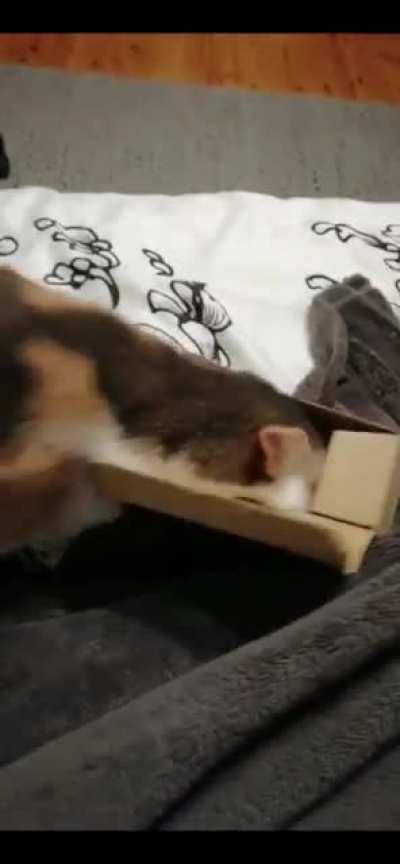 My cats miscatculation while attacking a box.