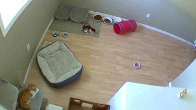 purchasing an indoor camera to watch my kittens remotely was the greatest decision I’ve made in a while. Look at lil’ miss Beef go!