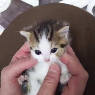 Adorable little peanut.