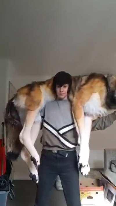 not a real wolf, but...