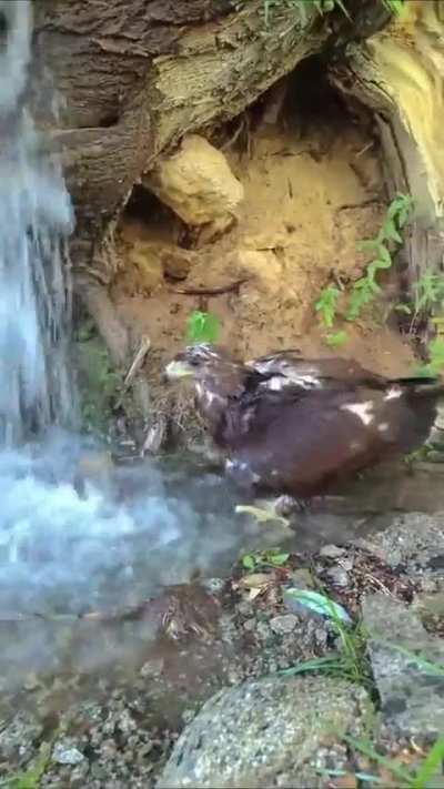 🔥 An eagle enjoys this natural shower