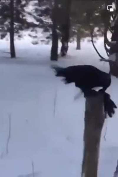 How this raven responds to voice commands